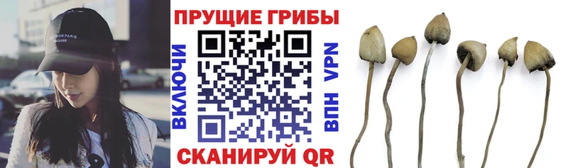 цена наркотик Новошахтинск Галлюциногенные грибы мицелий
