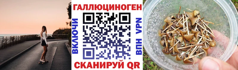 Галлюциногенные грибы Psilocybe Новошахтинск